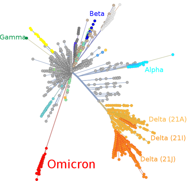 « Arbre phylogénétique » des différents variants, avec Omicron à part sur une branche